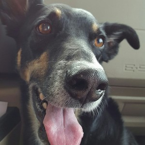 Fundraising Page: To All The Dogs I've Loved Before